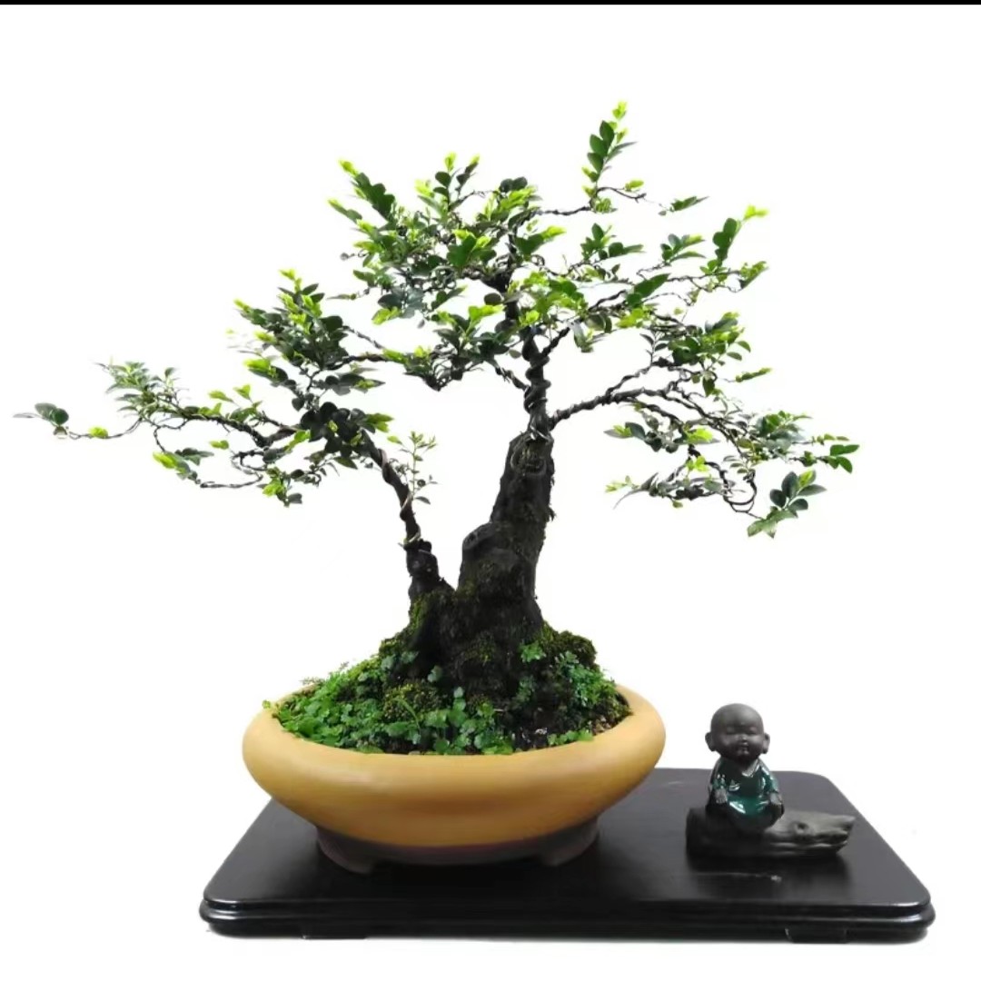 小叶紫檀原生山采需培植老桩盆景素材（缅甸）