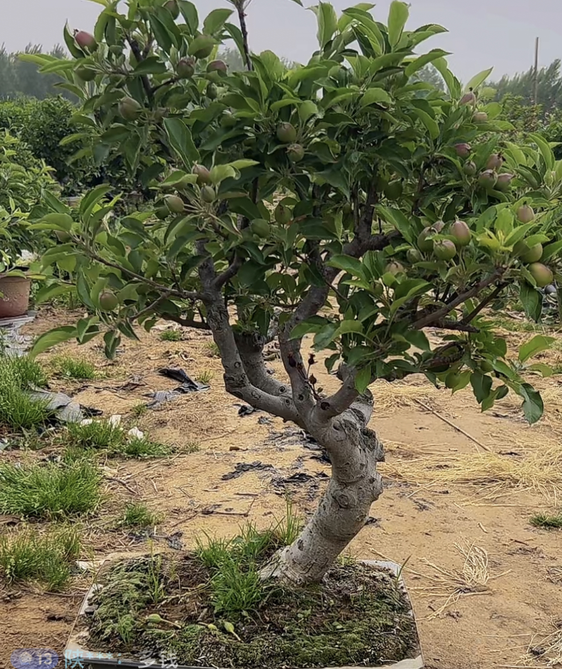 创意造型花卉盆栽