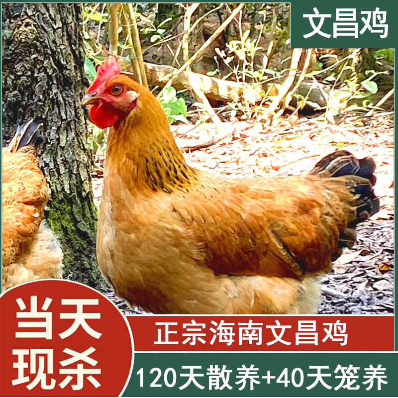 【发活鸡，只发海口】【3只】海南文昌鸡白皮白切鸡160天小母鸡椰子鸡