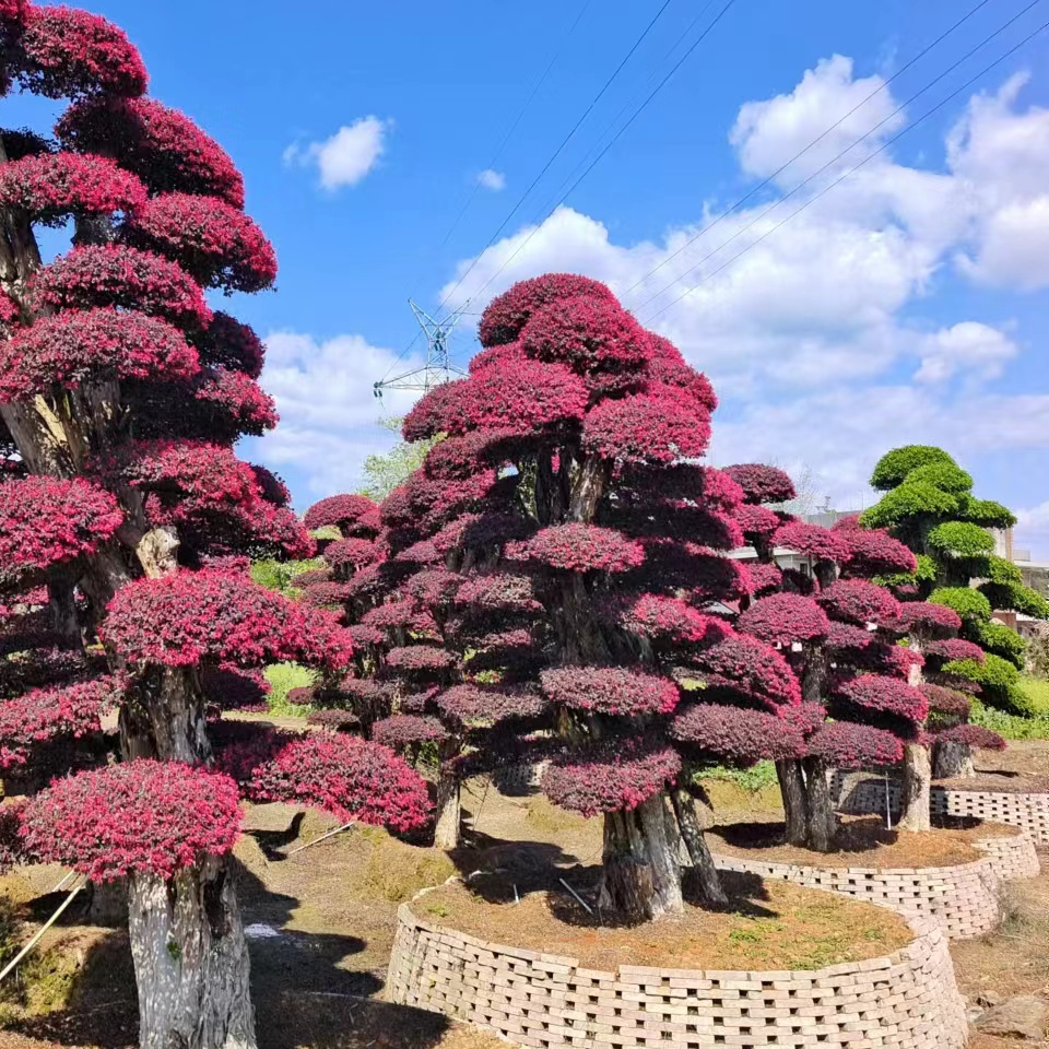 基地直发，造型桩景，自产自销发货土壤退换带花大小下单实物齐全