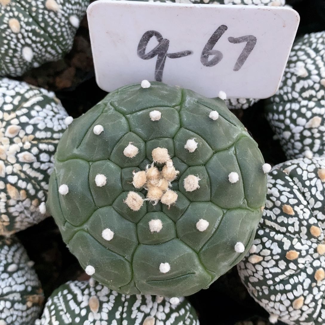 福利来咯啦打个折扣