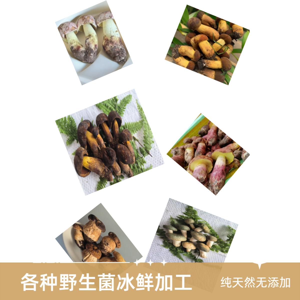 真空冰鲜野生菌，新鲜野生菌加工，吃味和新鲜一样开袋就能炒煮