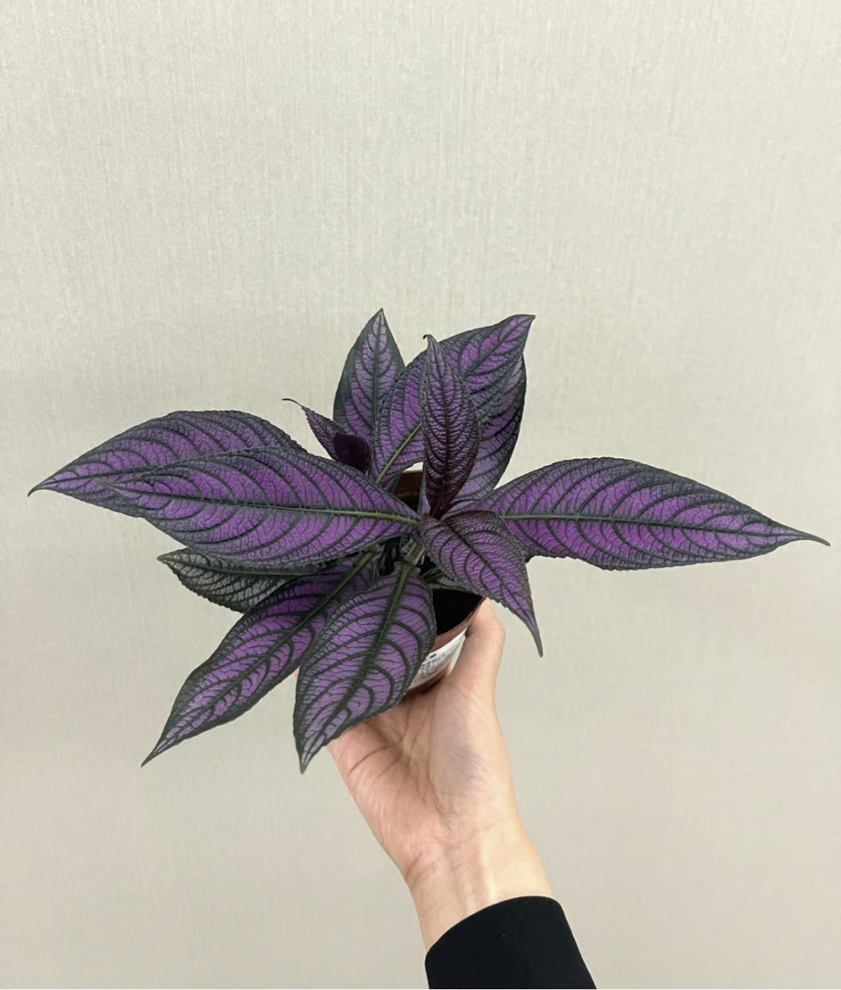 波斯红草红贝马蓝梦幻紫色观叶绿植物室内阳台耐阴盆栽网红款好养