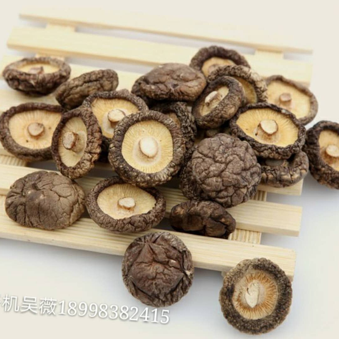 （香菇）采摘山货香菇