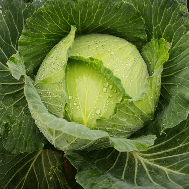 湖南老品种扁包菜农家自种莲花白圆白菜新鲜蔬菜卷心菜