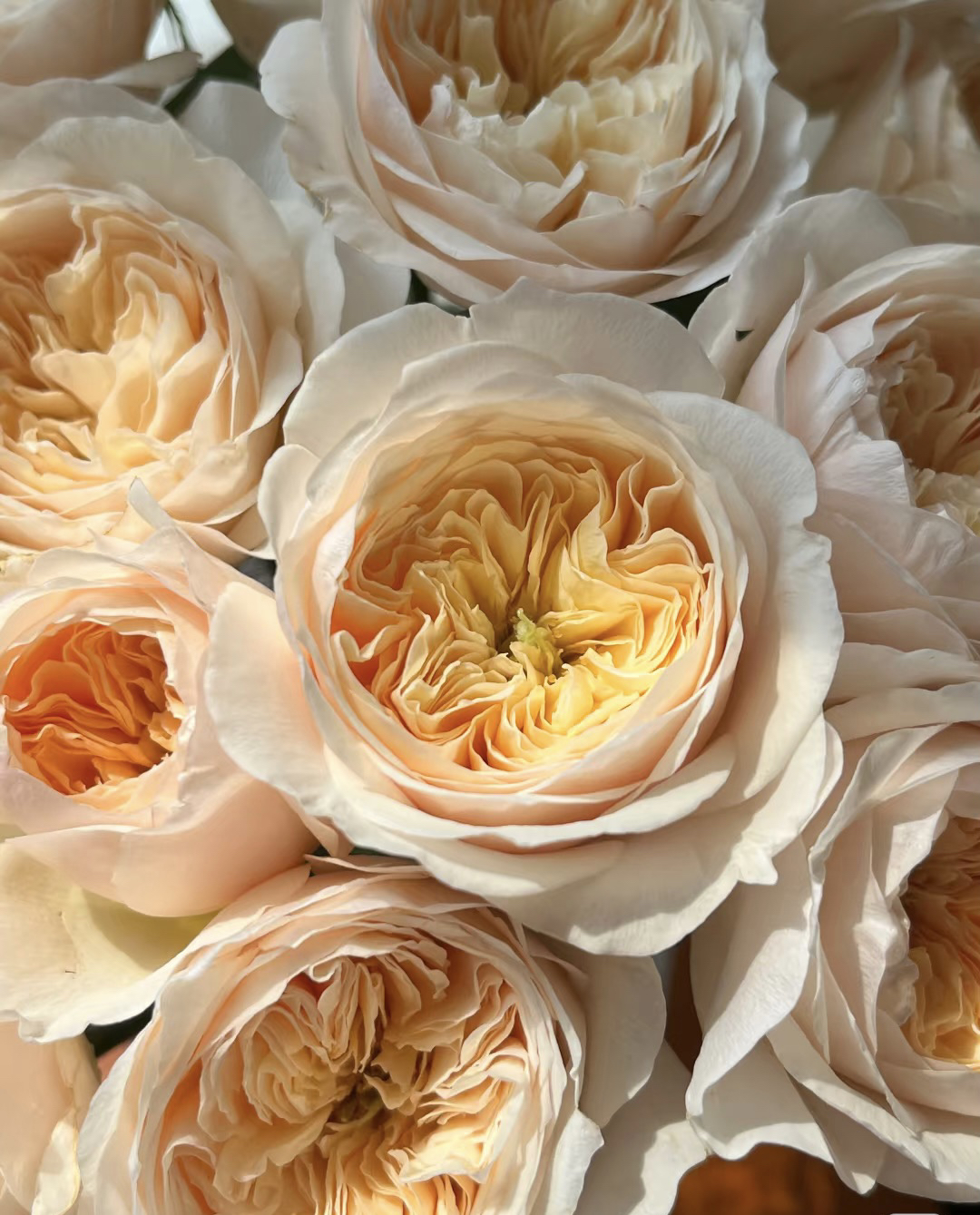 【单头朱丽叶】全场任意两单顺丰冷链包邮，0度以下必拍保温棉！