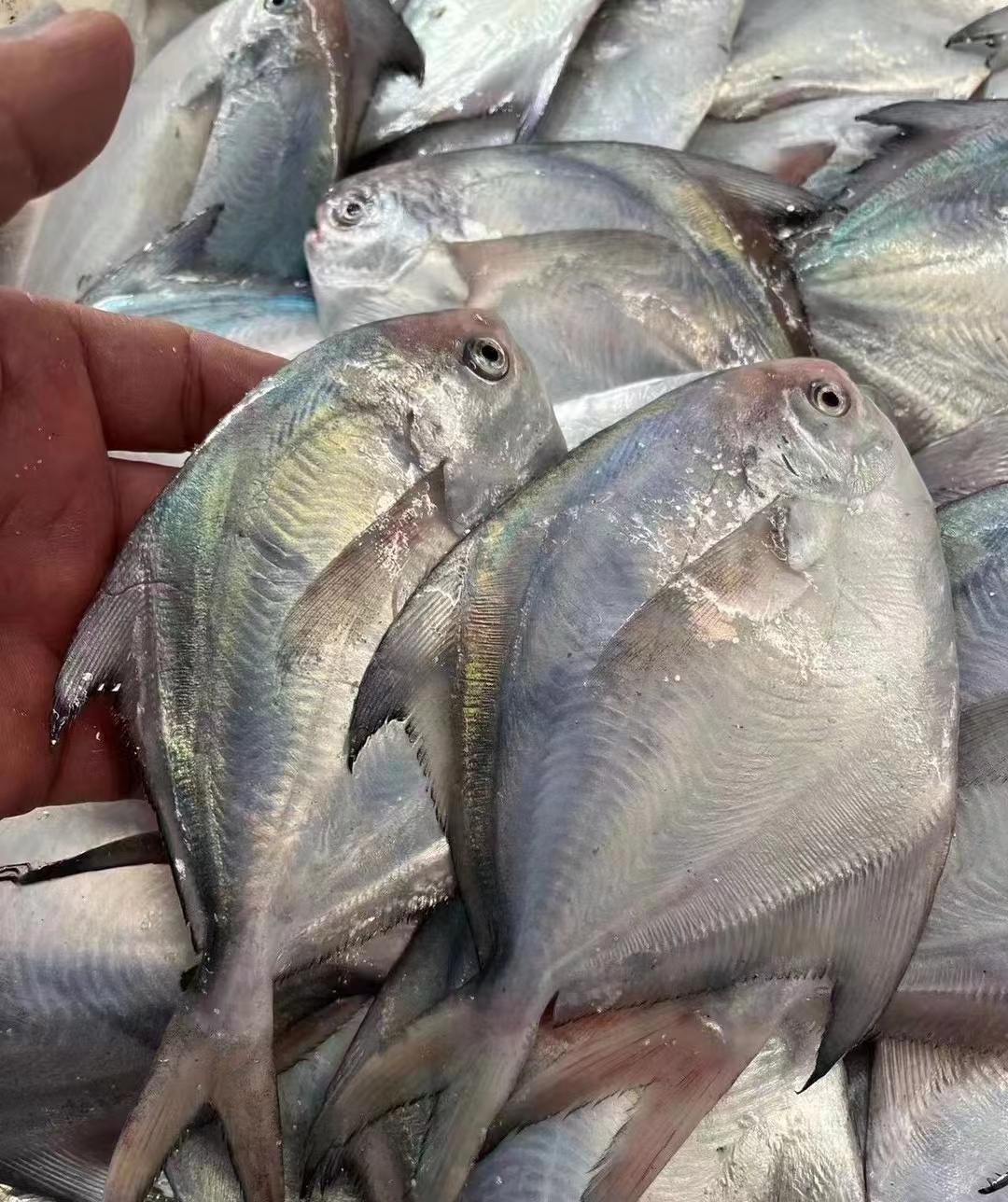 【新鲜鲳鱼】1斤 中号