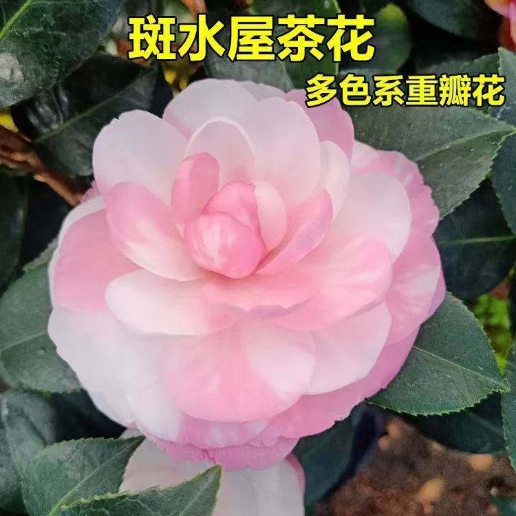 斑水屋精品山茶花稀有珍贵品种花卉盆栽树苗室内阳台庭院好养植物