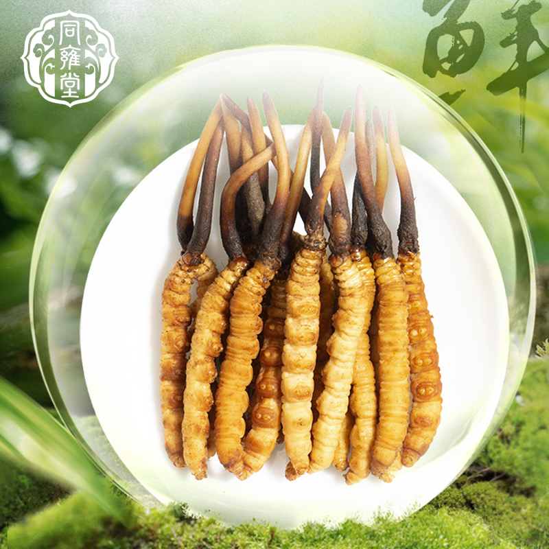 蜜月同雍2025头茬新鲜冬虫夏草 正宗高海拔新鲜虫草 高品质20根装