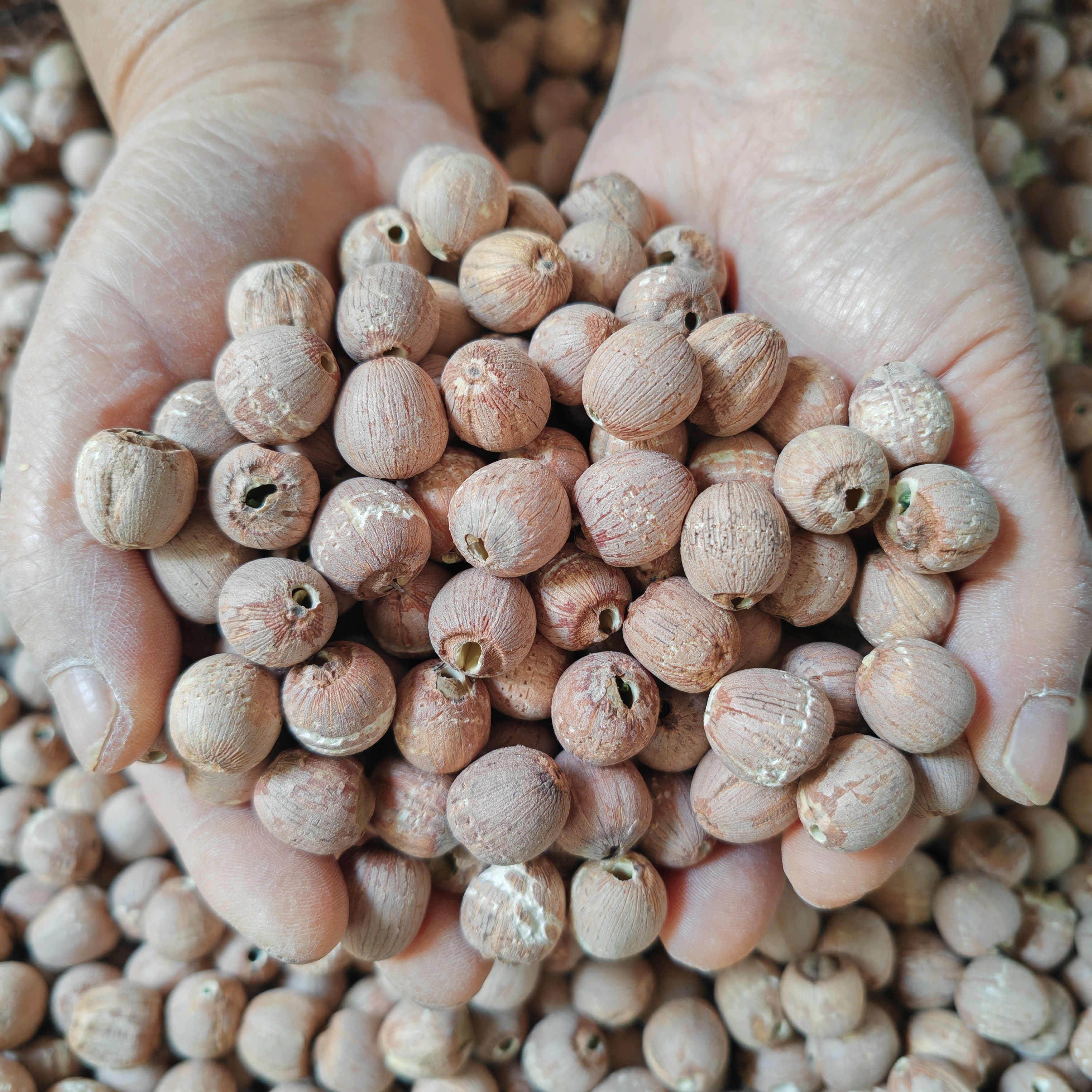 25年特大棵去芯红莲子500g农产品食用