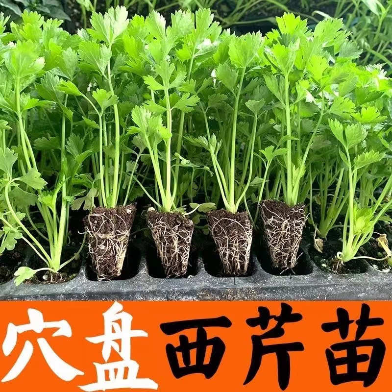 本地芹菜苗秧苗耐寒小香芹菜苗西芹苗高产四季庭院盆栽大棚栽植苗