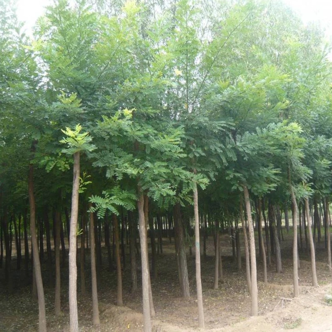 国槐树苗速生国槐国槐大苗庭院别墅院栽前槐后榆