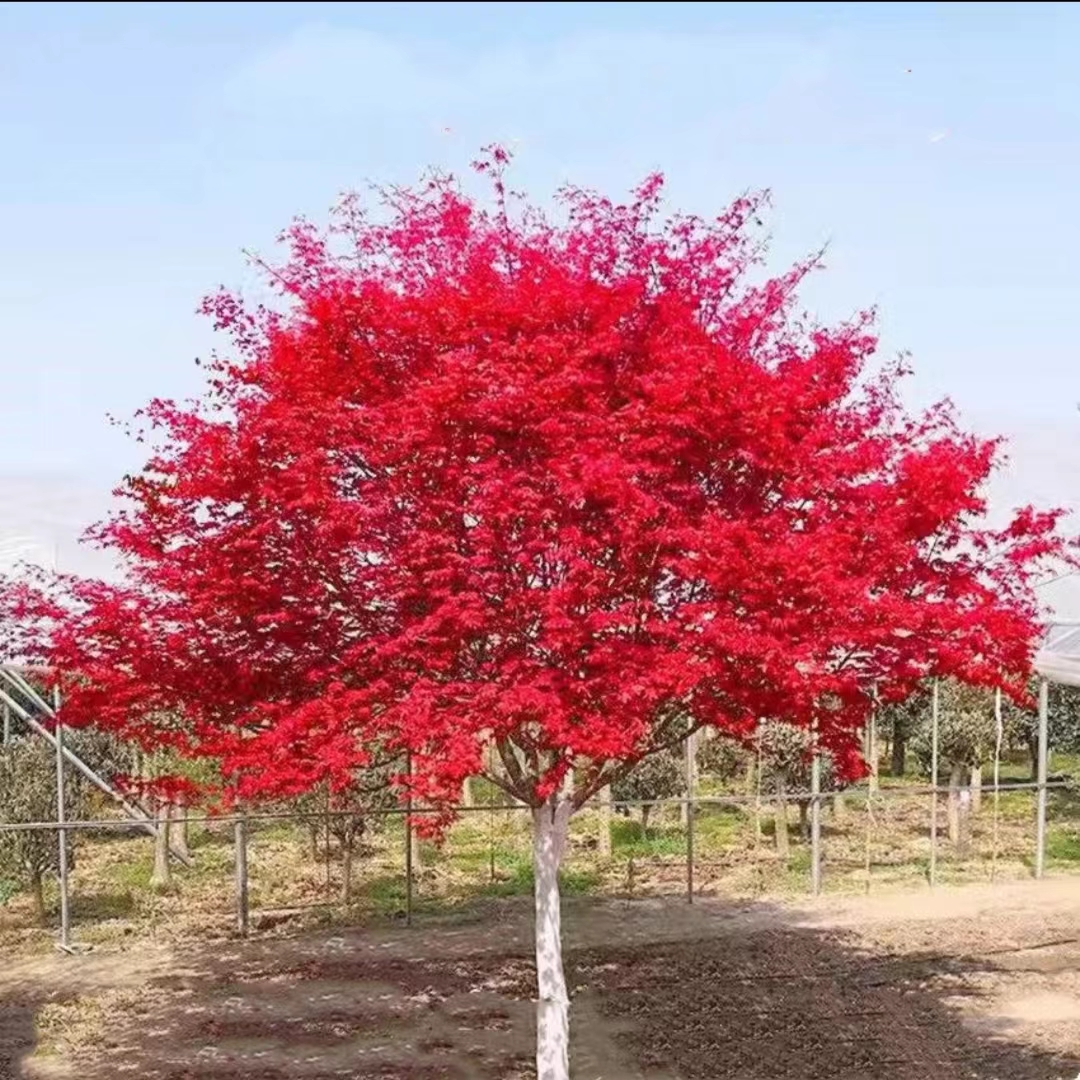 中国红红枫树苗适合庭院种植