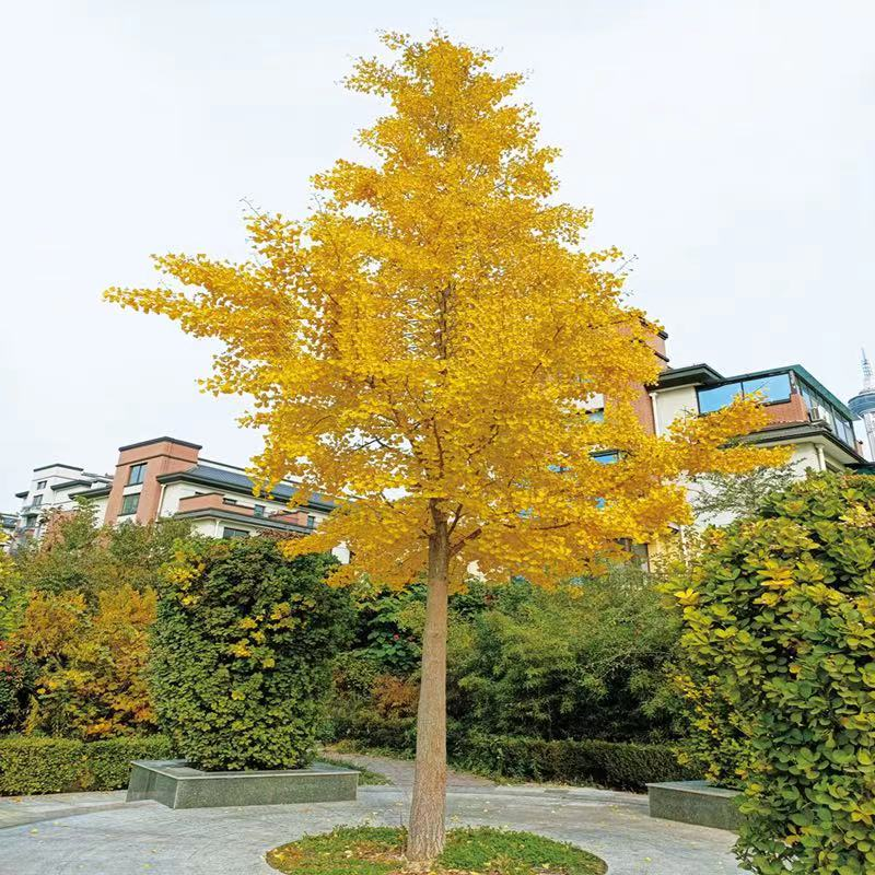 银杏树苗南北方庭院种植白果苗占地绿化苗木行道树耐寒银杏绿化苗