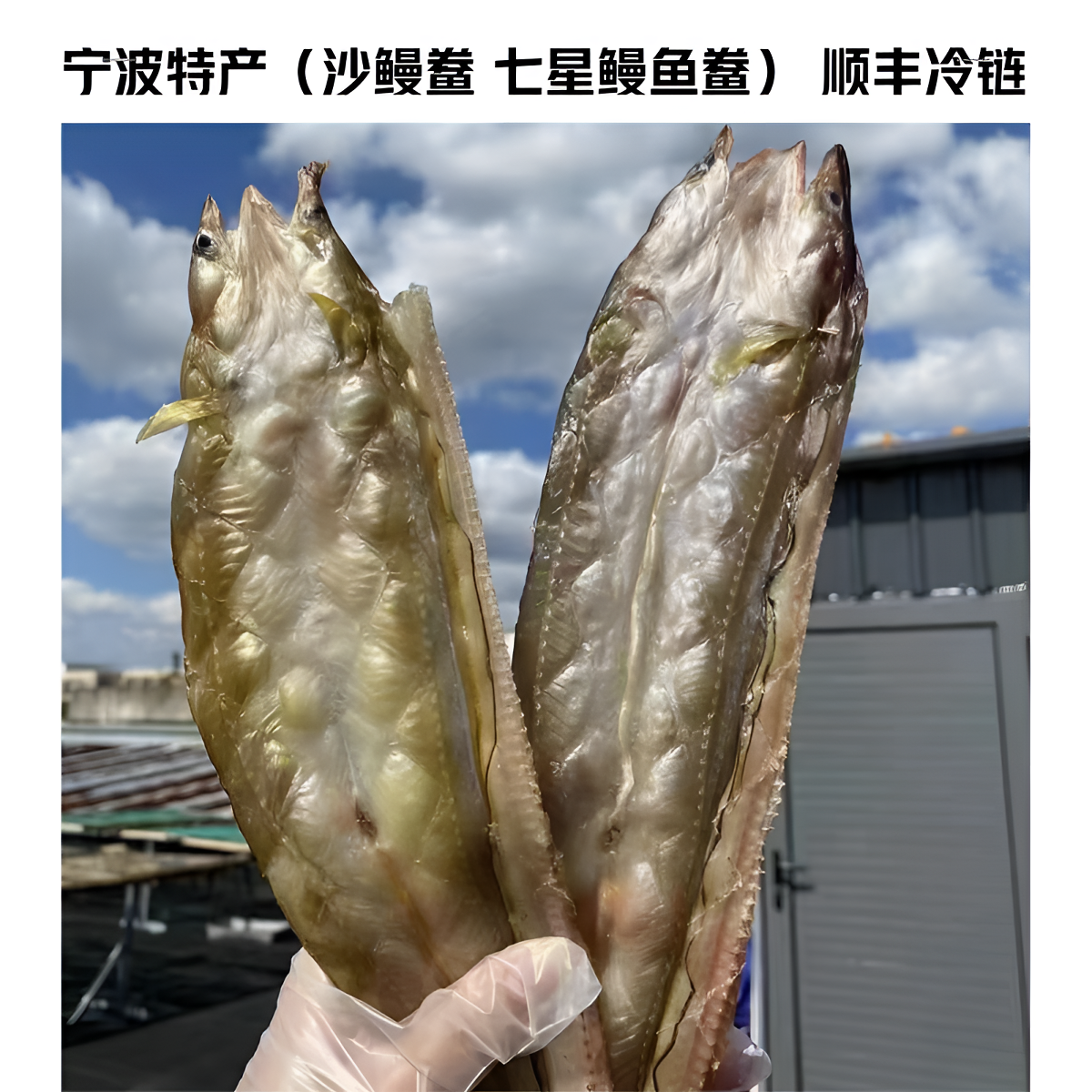 东海海鳗（沙鳗）鲞 七星鳗鱼海鲜干货沙鳗干油鳗干整条新晒无刺