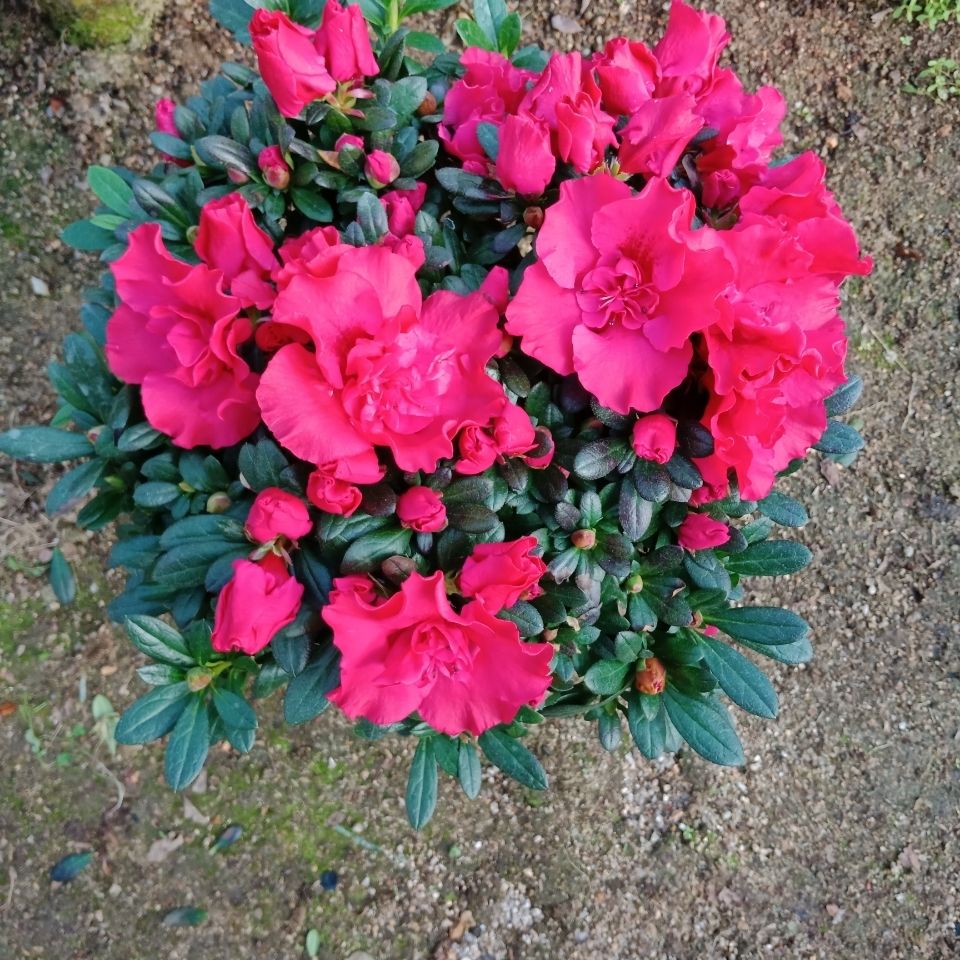 精品杜鹃花盆杜鹃花绿物室内带花苞四季好养室内开花杜鹃花盆栽