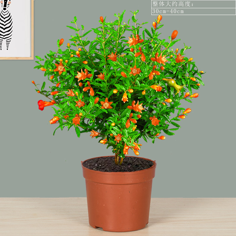 石榴花盆栽植物室内外庭院植物观赏花卉植物 [4年苗带花苞发货]石