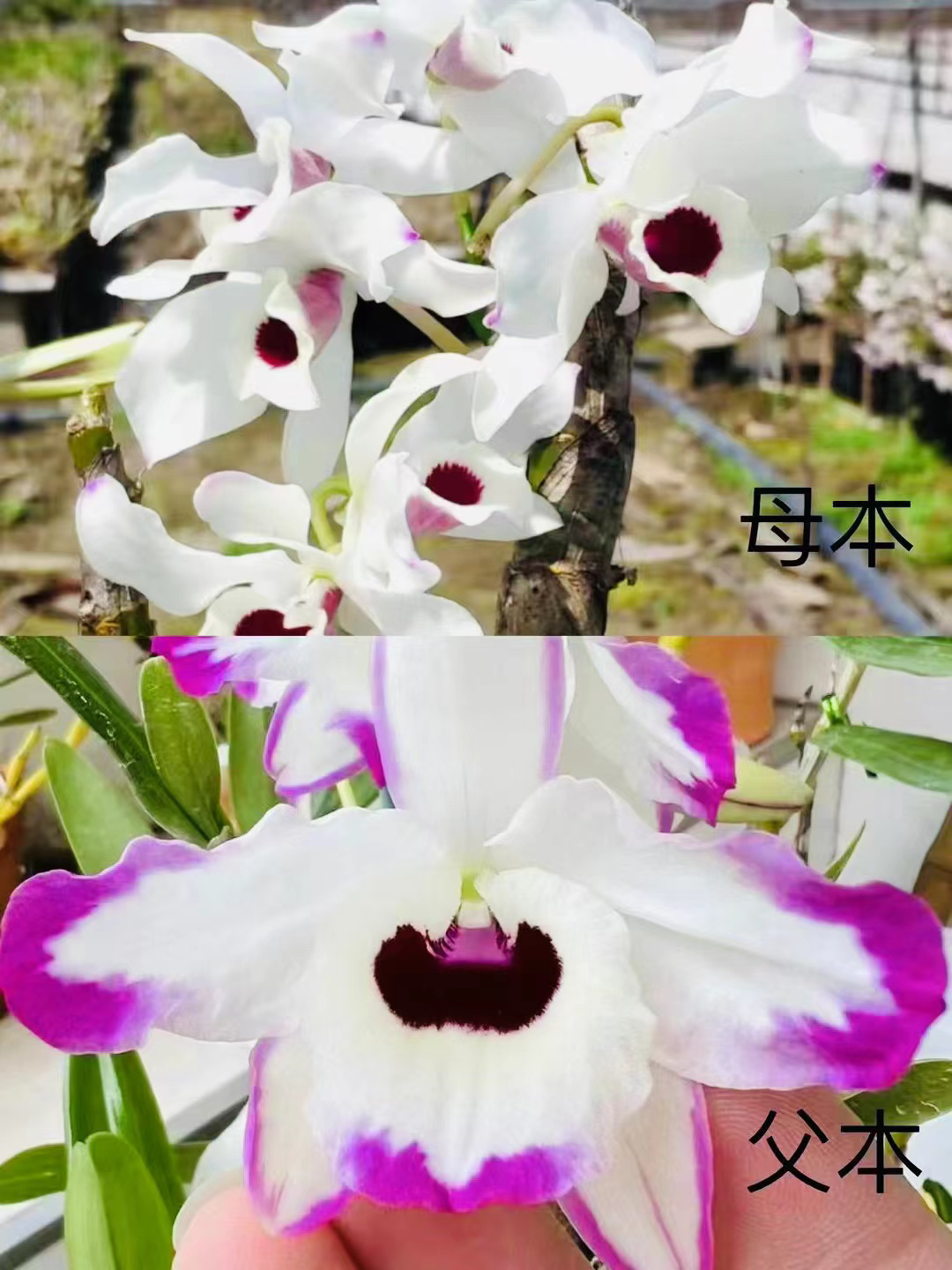 云南金钗泼墨+缅甸点角金钗！蜡质感强！观赏价值高