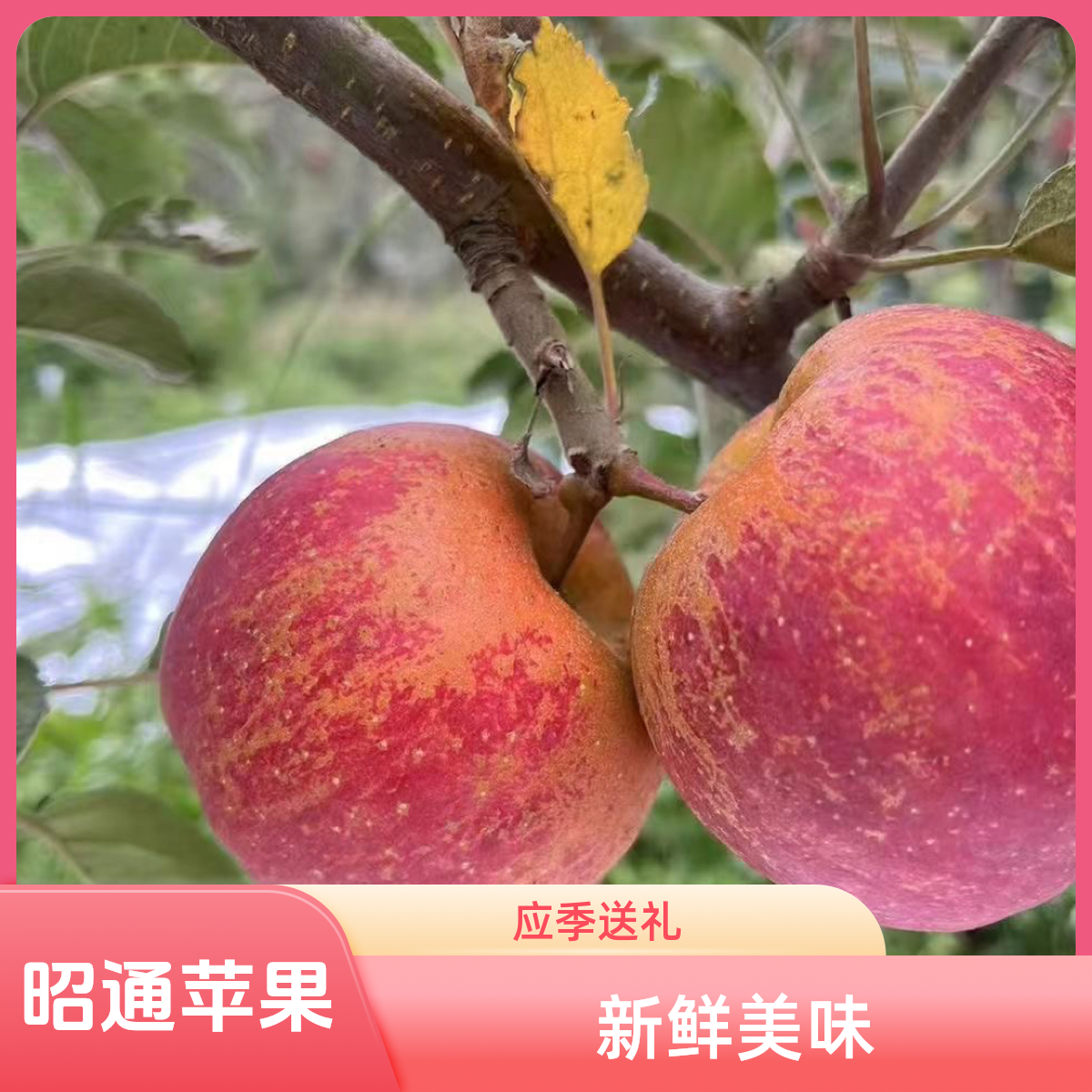 1云南昭通苹果现摘现发新鲜应季孕妇水果夺冠5/9斤包邮