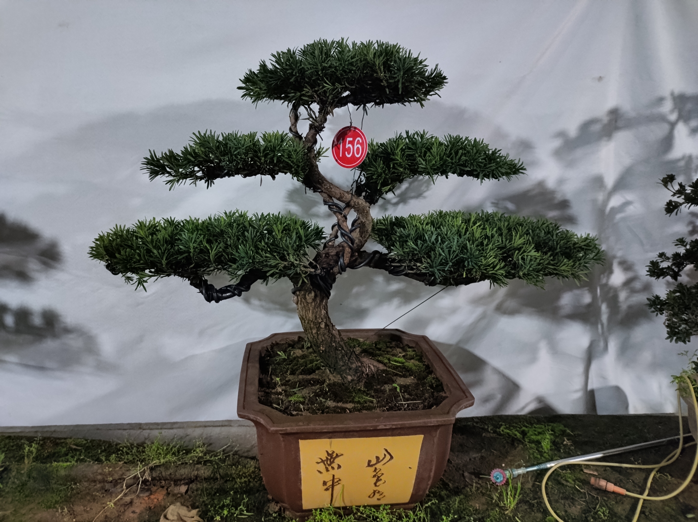 原生小叶雀舌罗汉松，一物一拍，喜欢联系客服，报号码牌