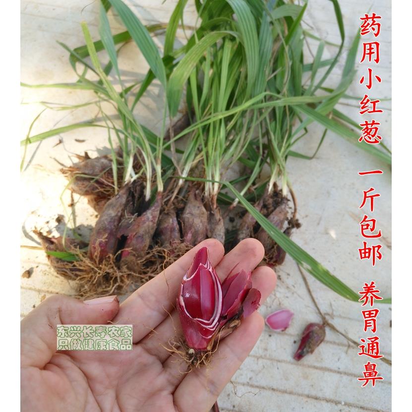 广西药用红葱头1斤包邮 珠葱 朱葱 小红蒜 百步还阳 红根水仙种苗