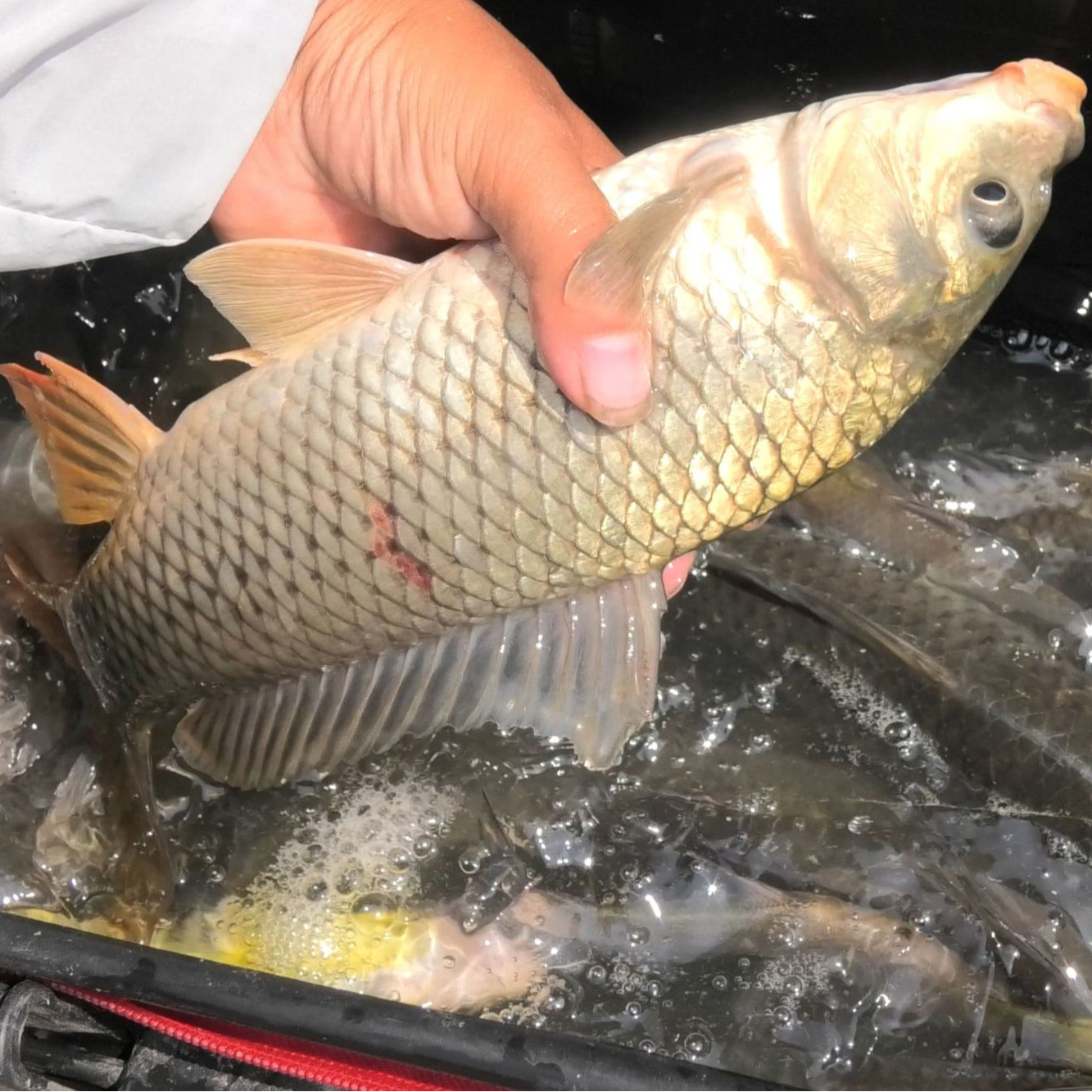 【活鲤鱼】宠物鱼家养鱼缸水族活体鱼