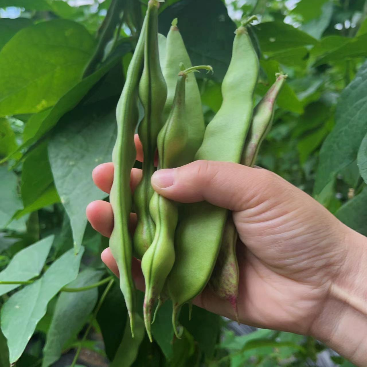 东北开锅烂紫花油豆角 东北大油豆角3/5斤