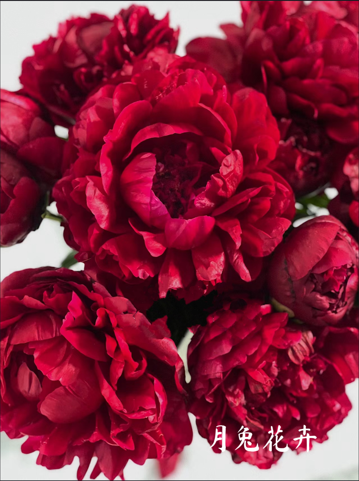 （亨利博克斯特）进口酒红色大花芍药种苗 