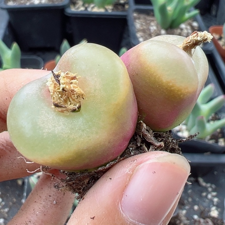 390号1111111111111111