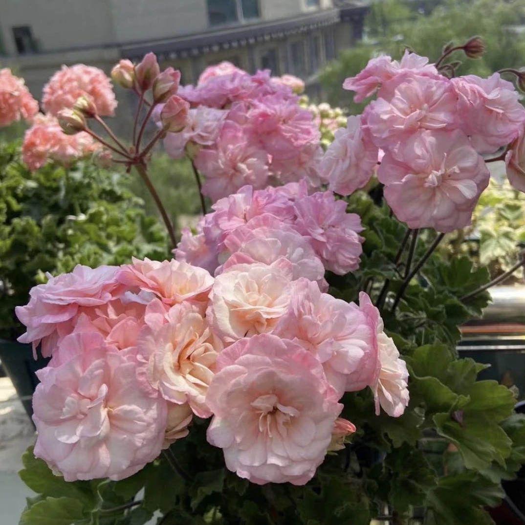 【星系 】天竺葵直立天竺葵包邮