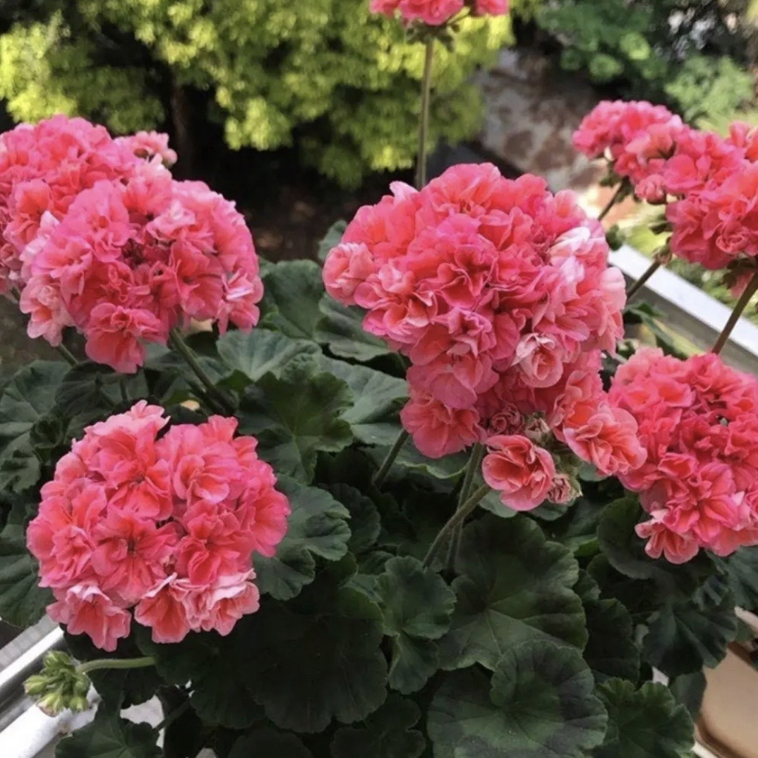 （湖泊）直立天竺葵