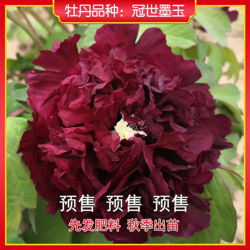 牡丹【冠世墨玉】菏泽观赏牡丹花苗 庭院地栽 阳台盆栽