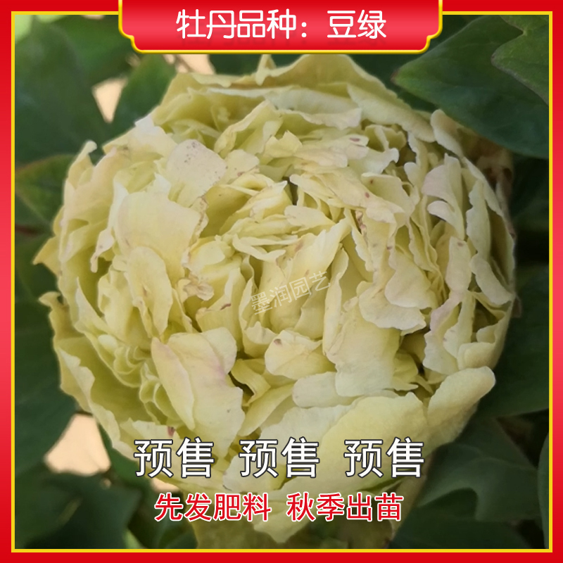 牡丹【豆绿】菏泽观赏牡丹花苗 庭院地栽 阳台盆栽