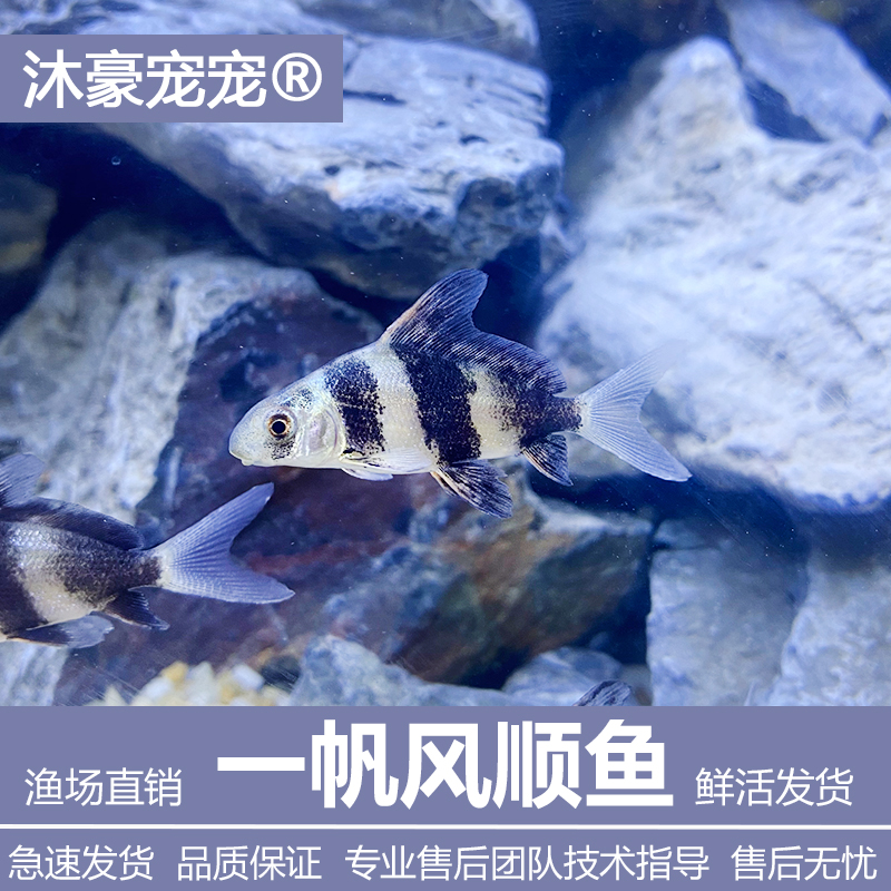 沐豪宠宠【运营推荐】观赏鱼冷水鱼胭脂鱼清洁鱼工具鱼一帆风顺鱼