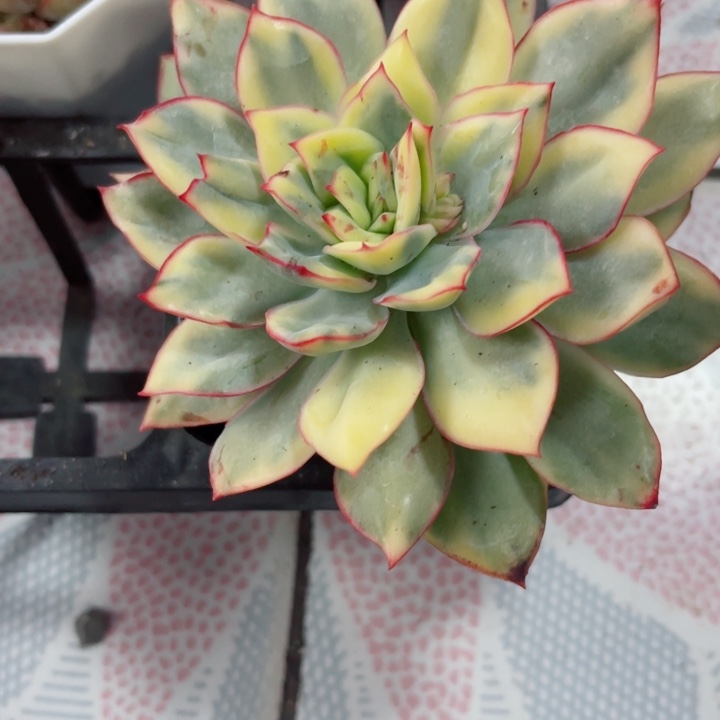 澳洲女神锦多肉植物