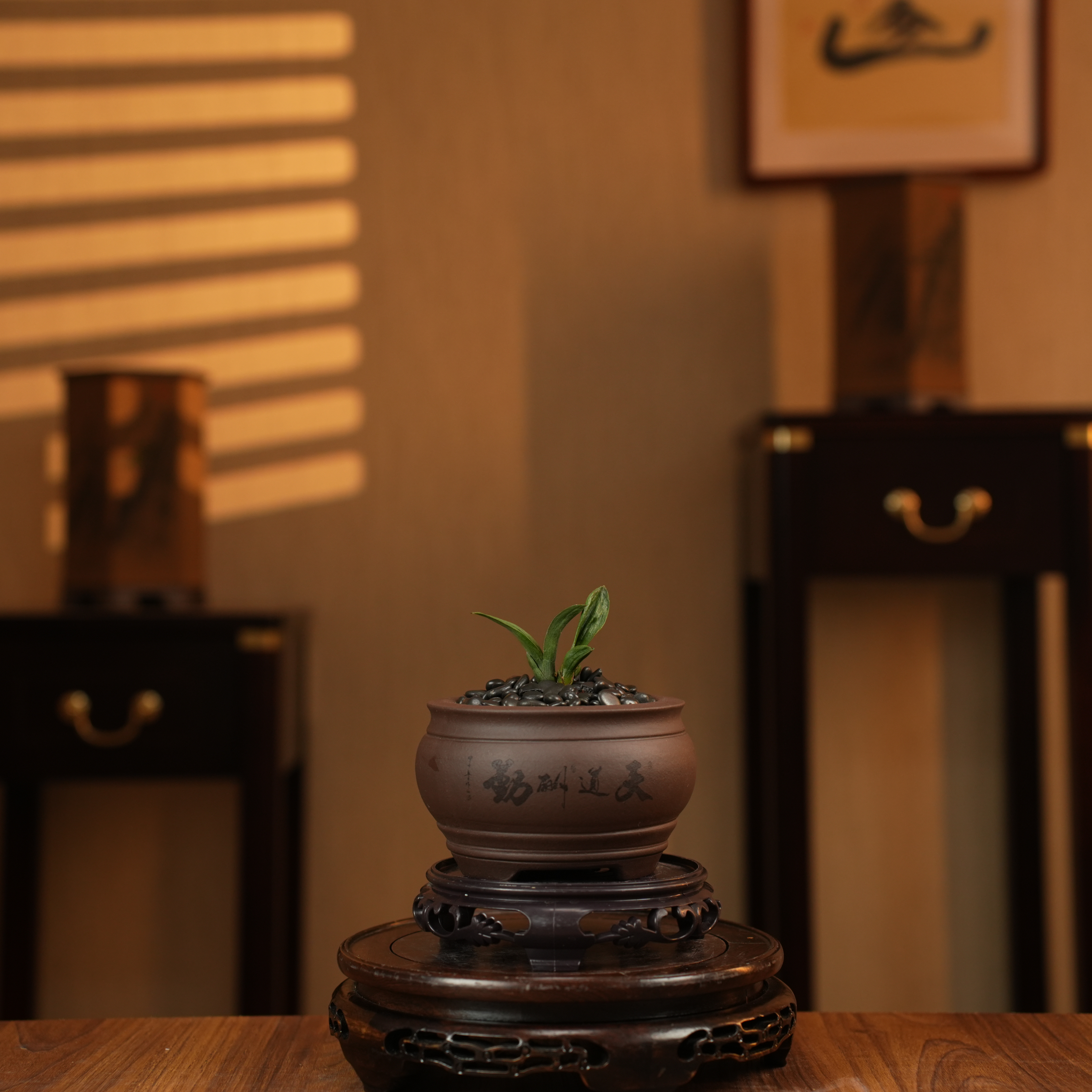 【老种珍珠龙】矮种浓香高端墨兰珍珠龙迷你袖珍盆栽桌面小绿植室内