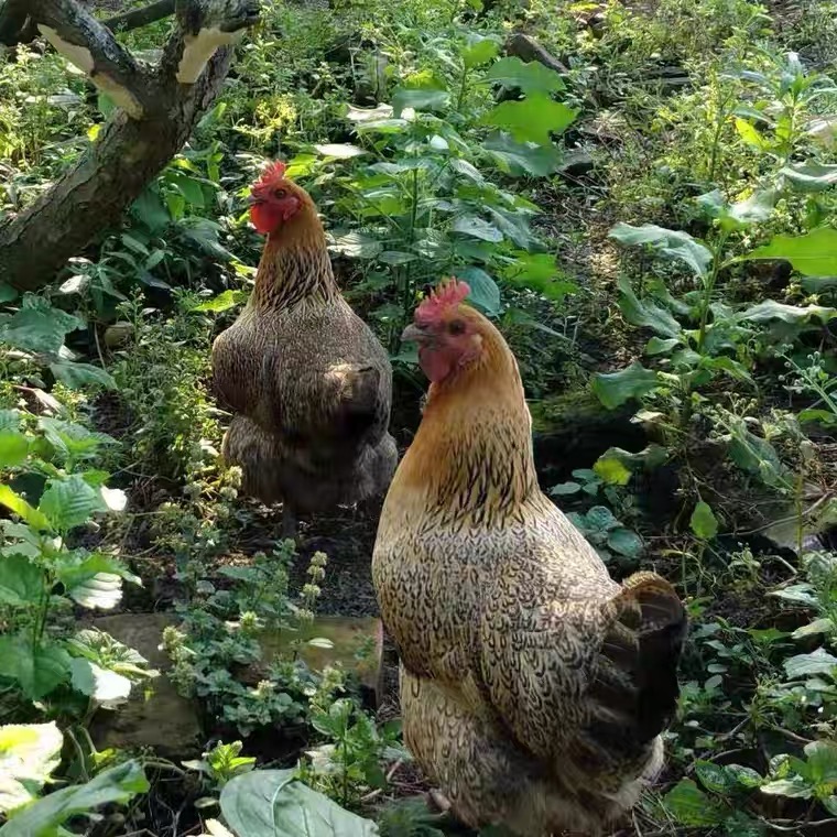 恩施高山 农家散养老母鸡