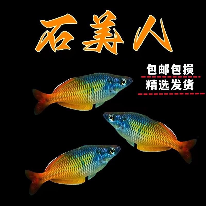 石美人鱼白云观赏鱼热带鱼七彩石美人活鱼小型冷水草缸游鱼淡水