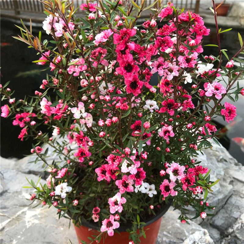 澳洲松红梅一树多色耐寒绿植花卉盆栽阳台客厅窗台庭院带原盆包邮