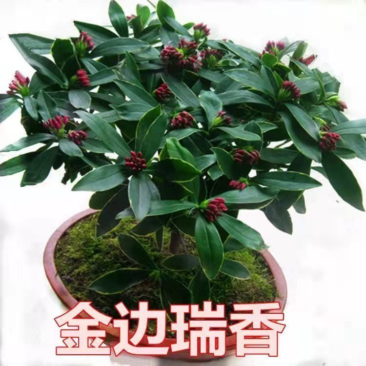 金边瑞香带花苞耐寒花卉四季常青植物瑞香花苗年宵花