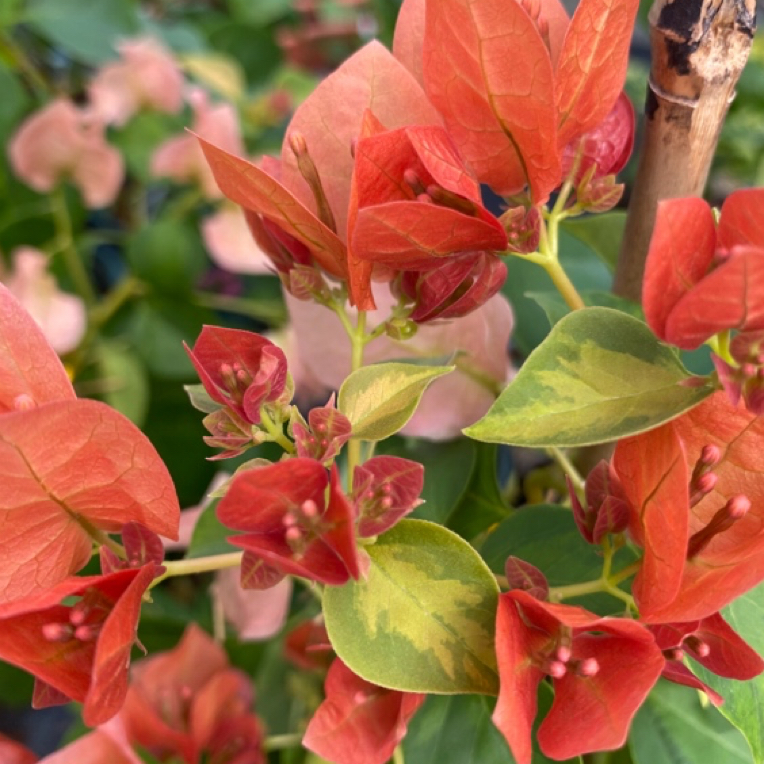 【日落】0.5加仑盆！三角梅，勤花，花量大，可拉高，可垂飘，基地直发