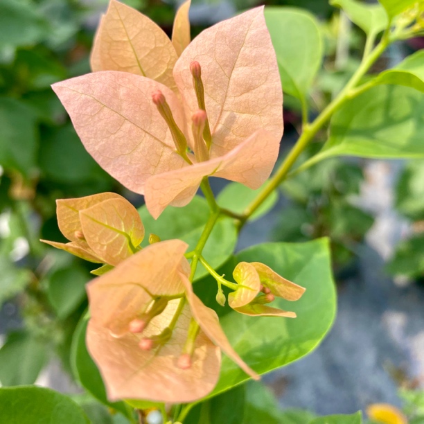 【绿叶马斯】三角梅，四季开花，勤奶茶热转粉，阳台庭院种植基地直发！