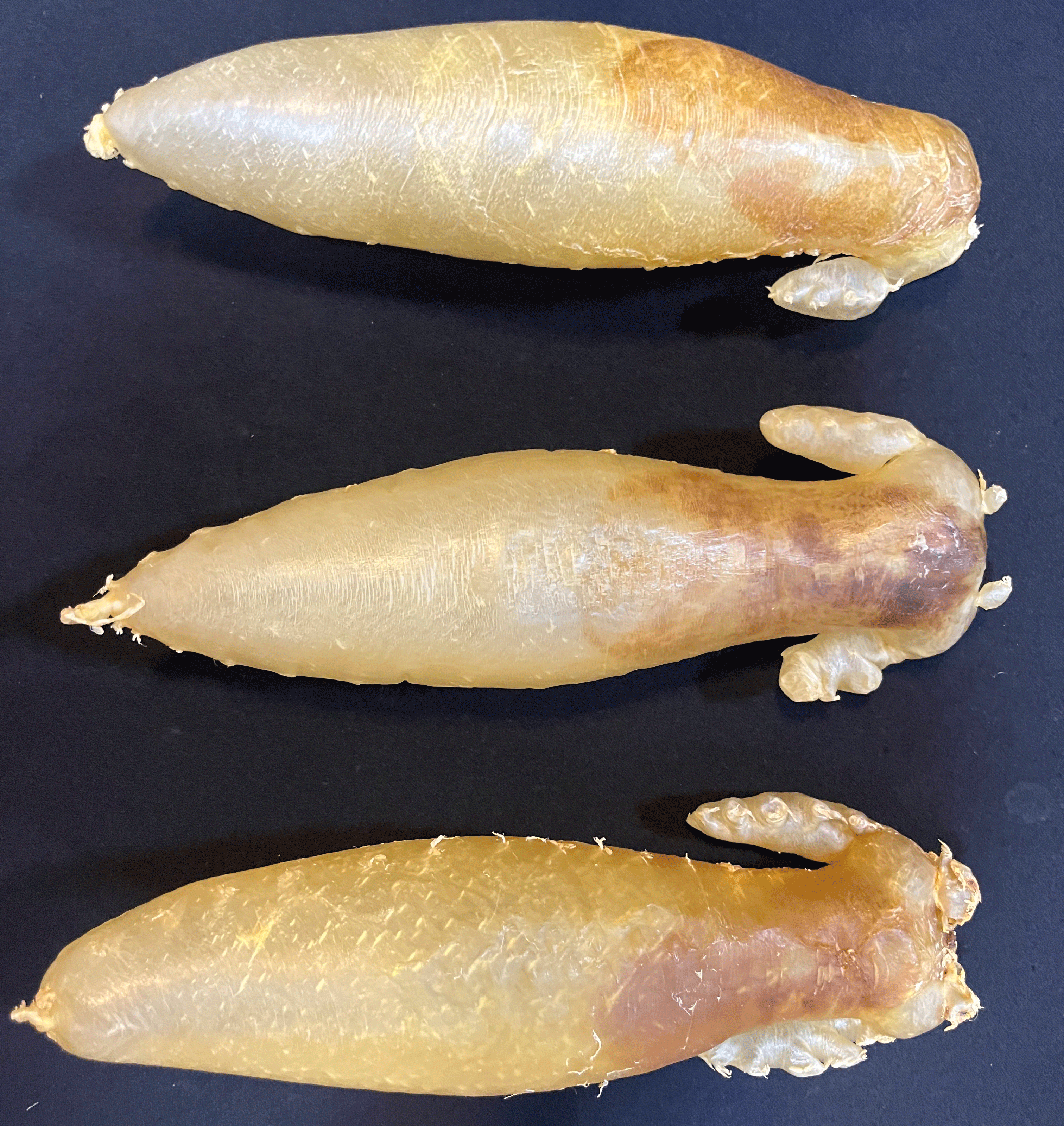 广东金兰赤嘴筒 鱼胶干货 