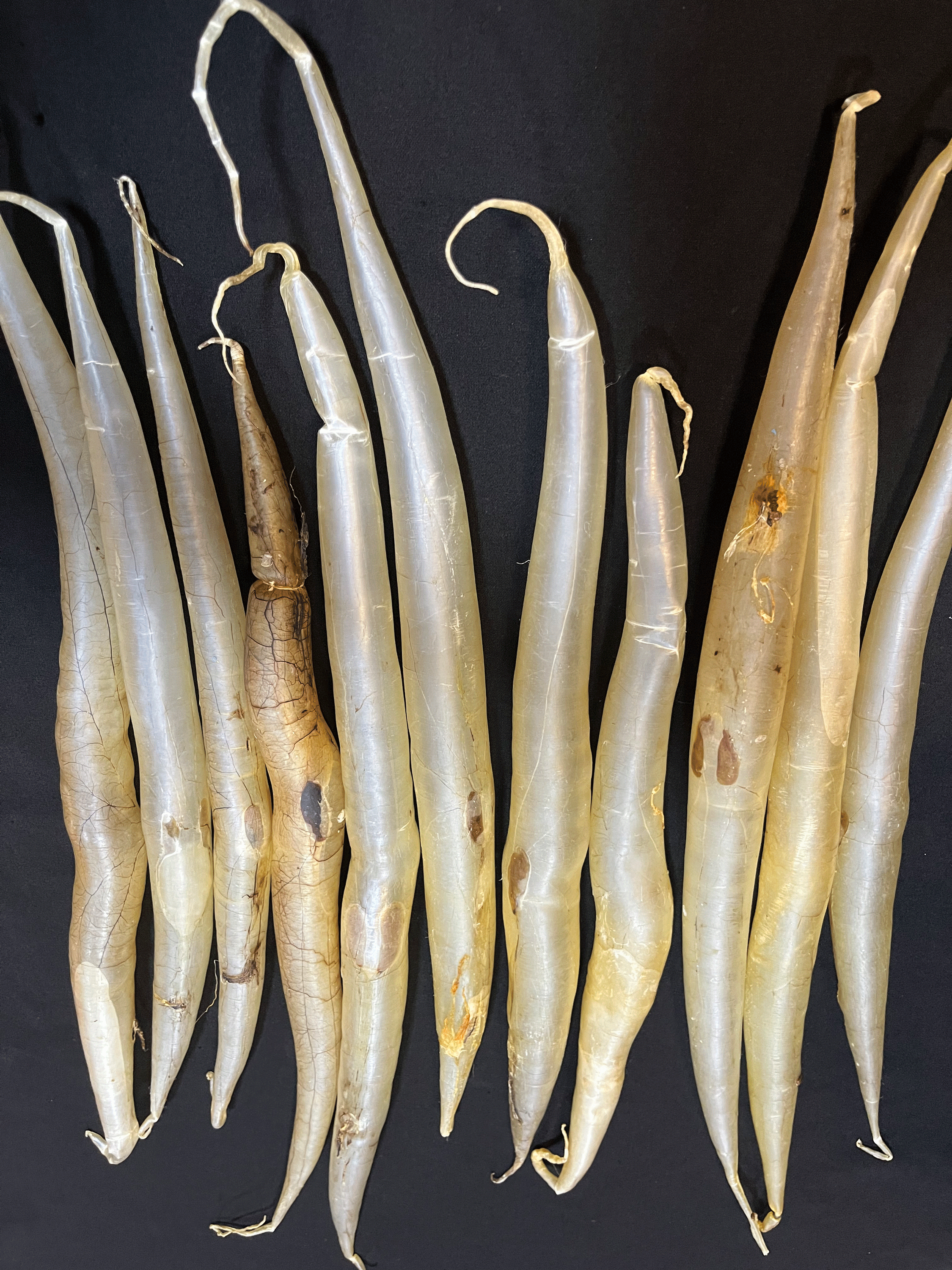 广东鳗鱼胶 鱼胶干货 