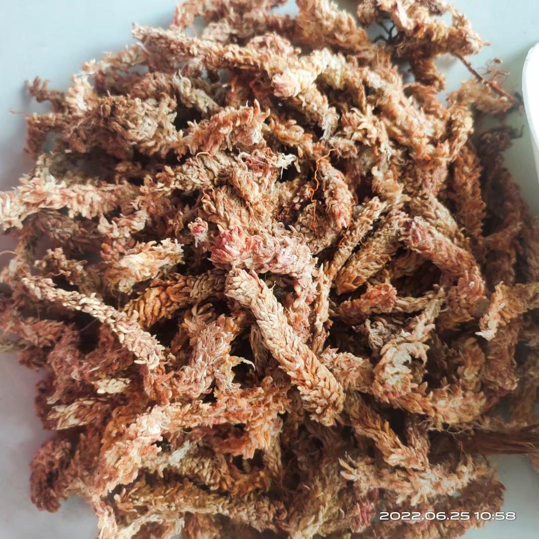 智利进口水苔毛毛虫水苔藓蝴蝶兰兰花土食虫植物乌龟冬眠保湿