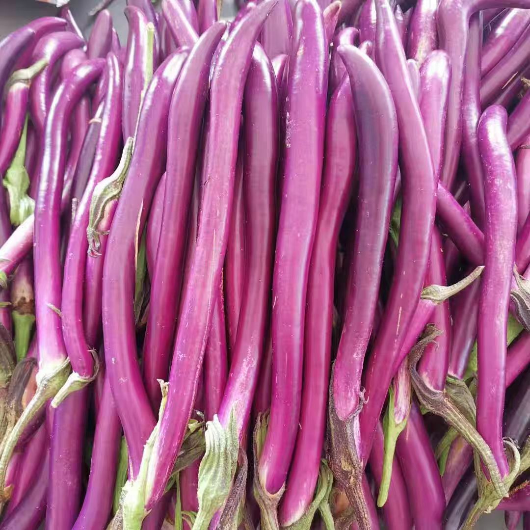 新鲜紫皮 线茄子细嫩小茄子福建农家现摘茄瓜蔬菜