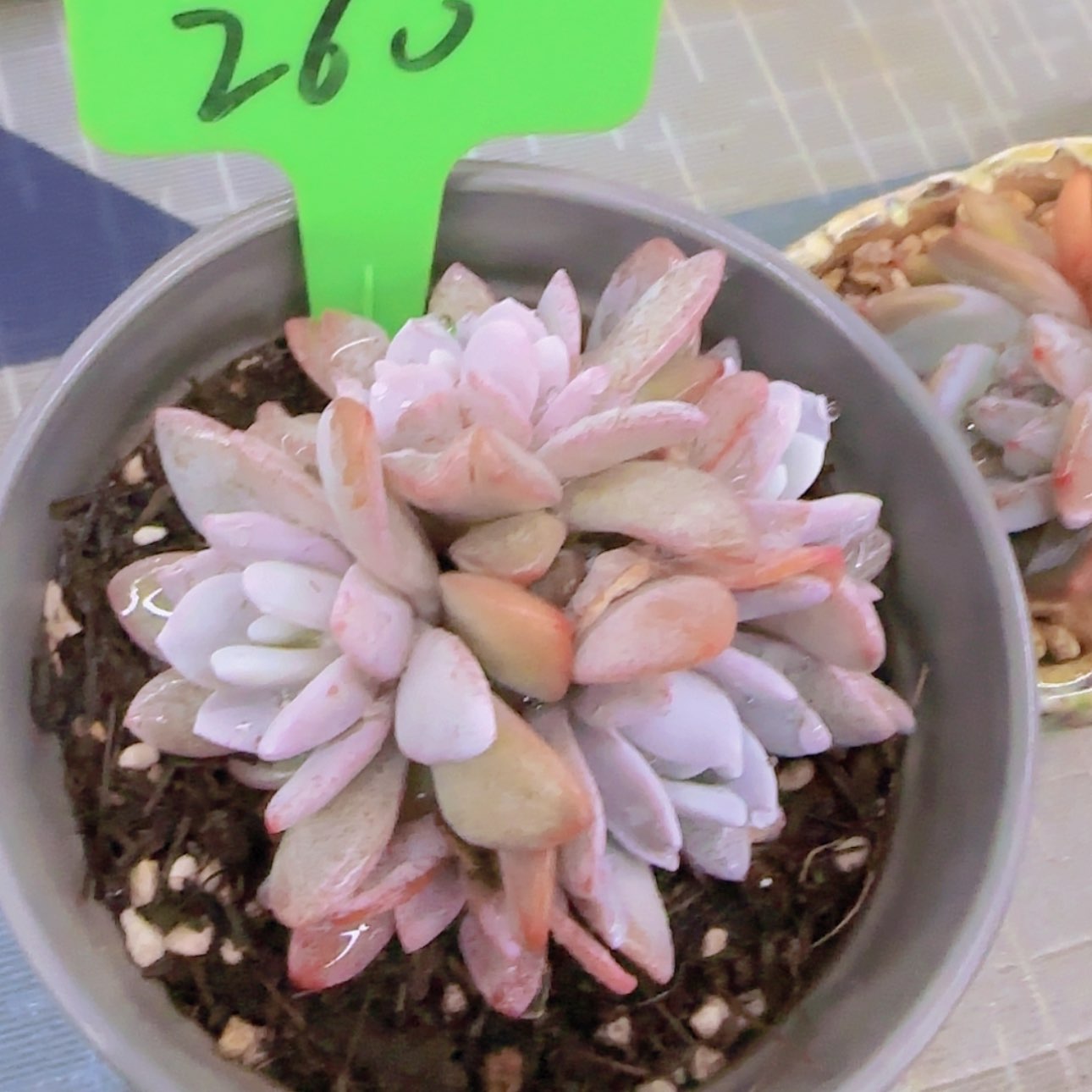 【闪购商品】王260-----