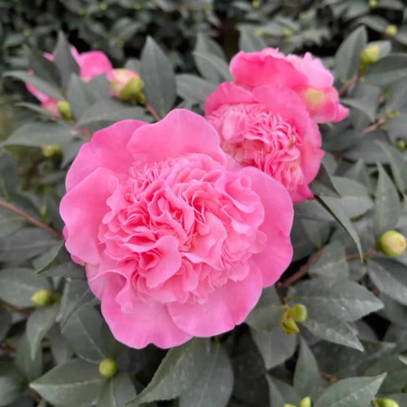 茶花盆栽花卉香妃四季浓香型山茶室内好养耐寒树苗粉色大花带香味