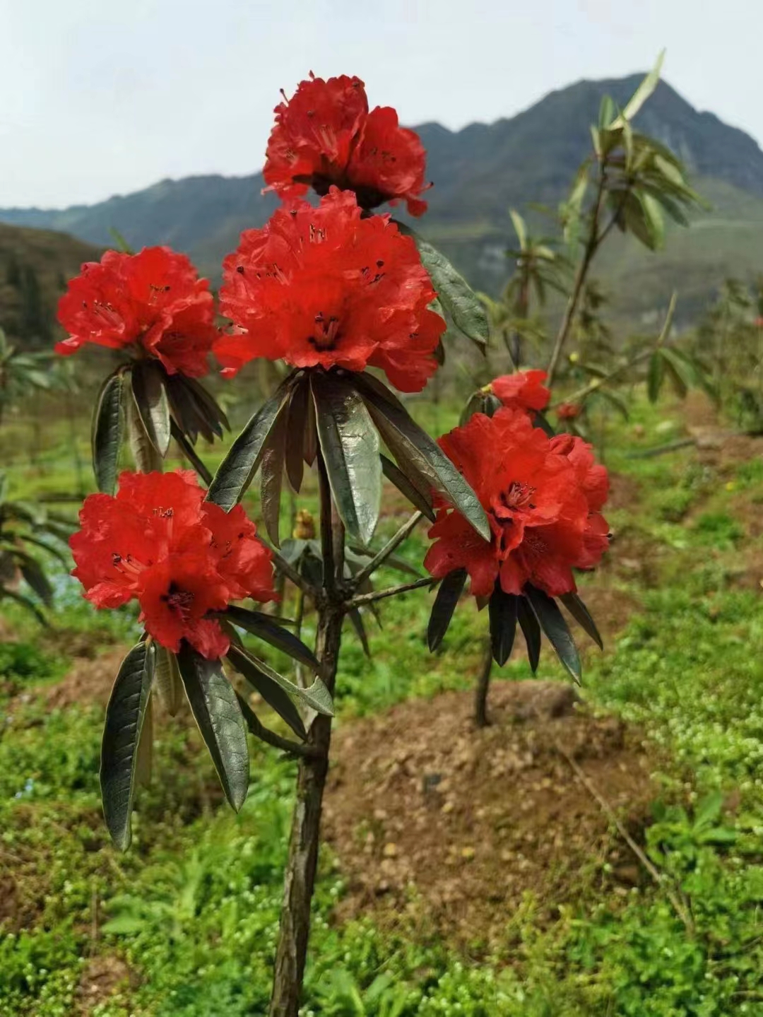高山杜鹃花大盆栽