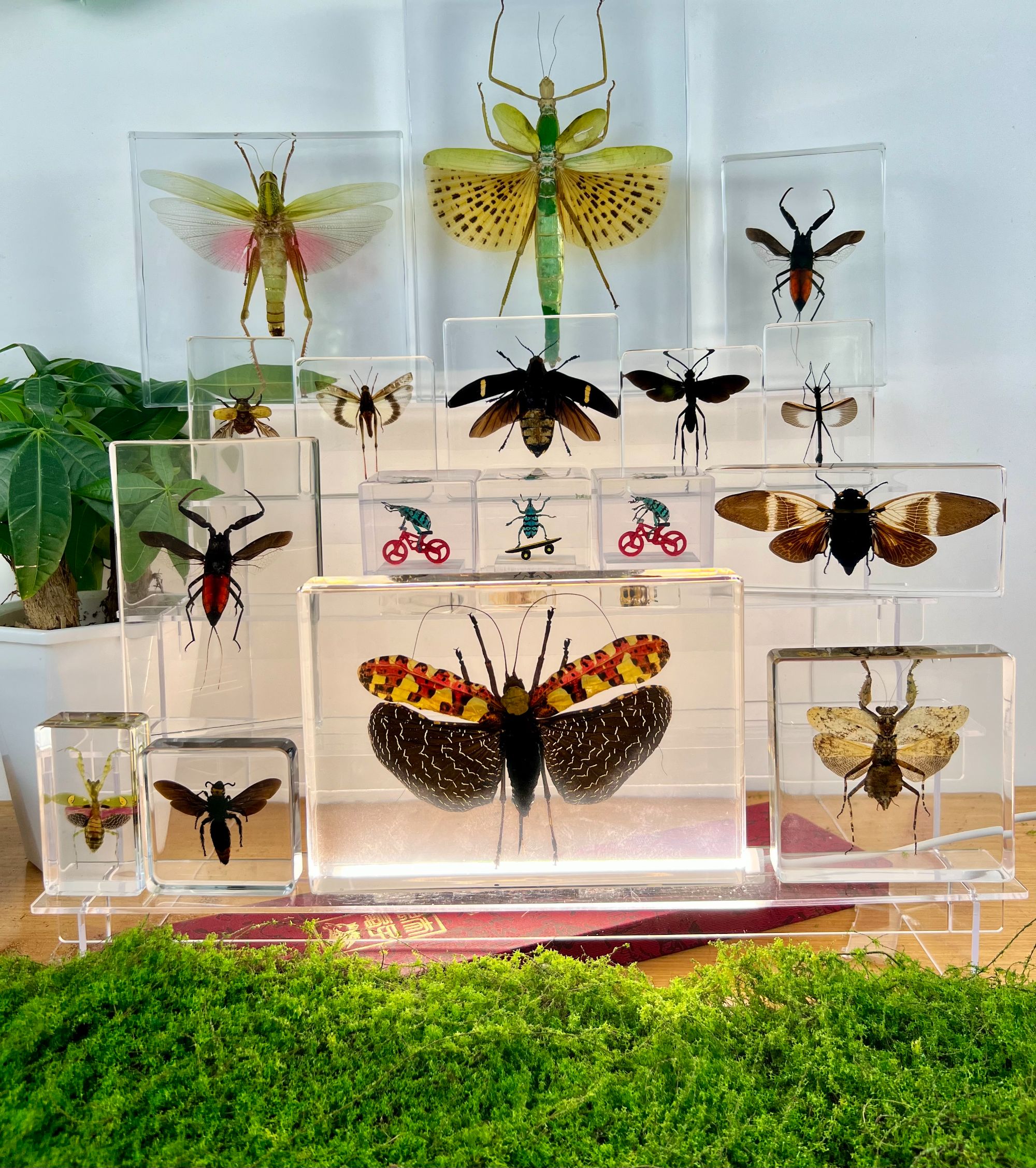 《挖珠珠》动植物标本手工